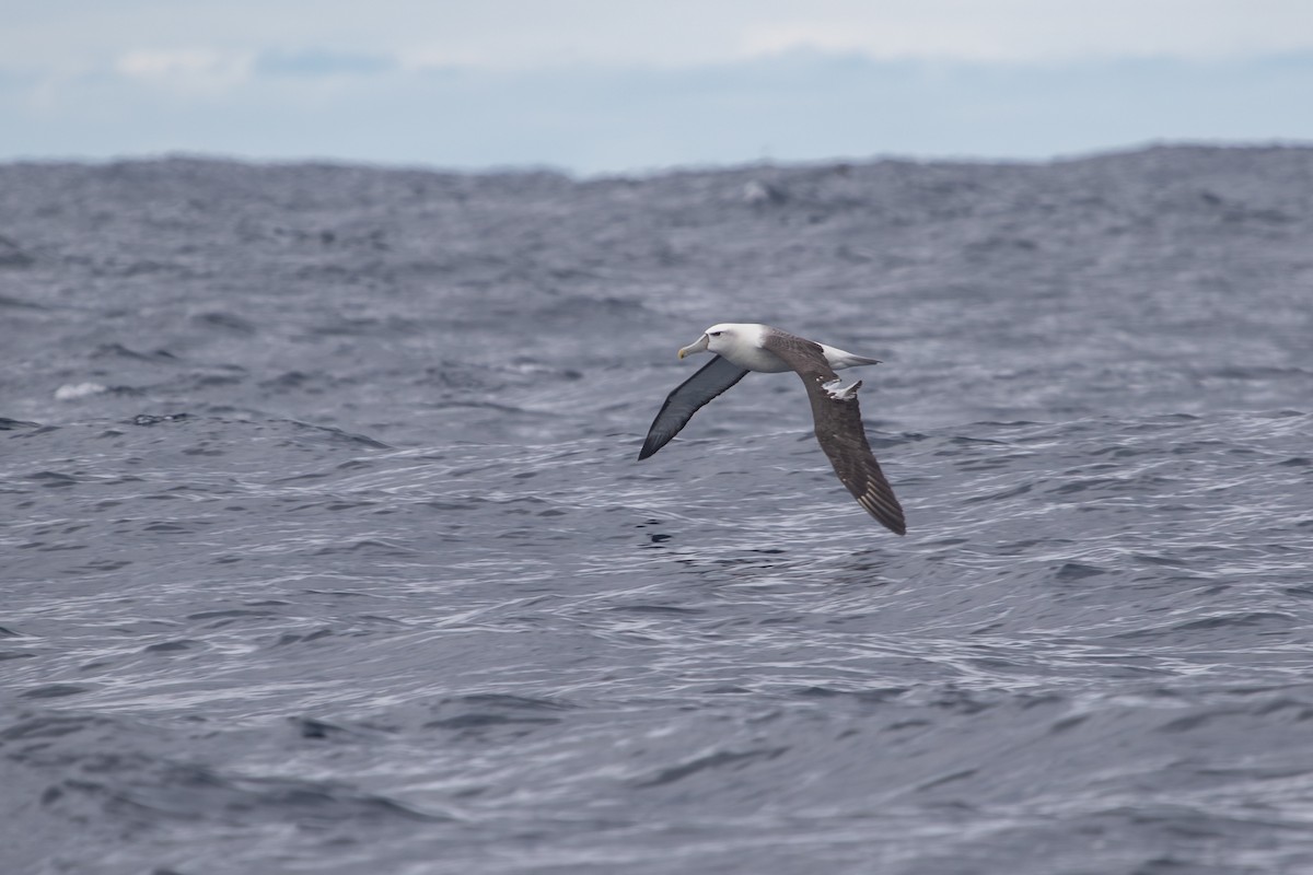 Albatros à cape blanche - ML616757444