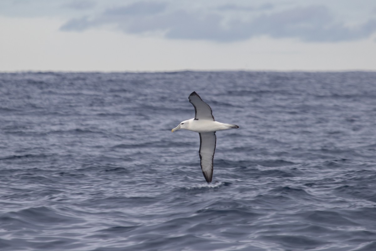 Albatros à cape blanche - ML616757445