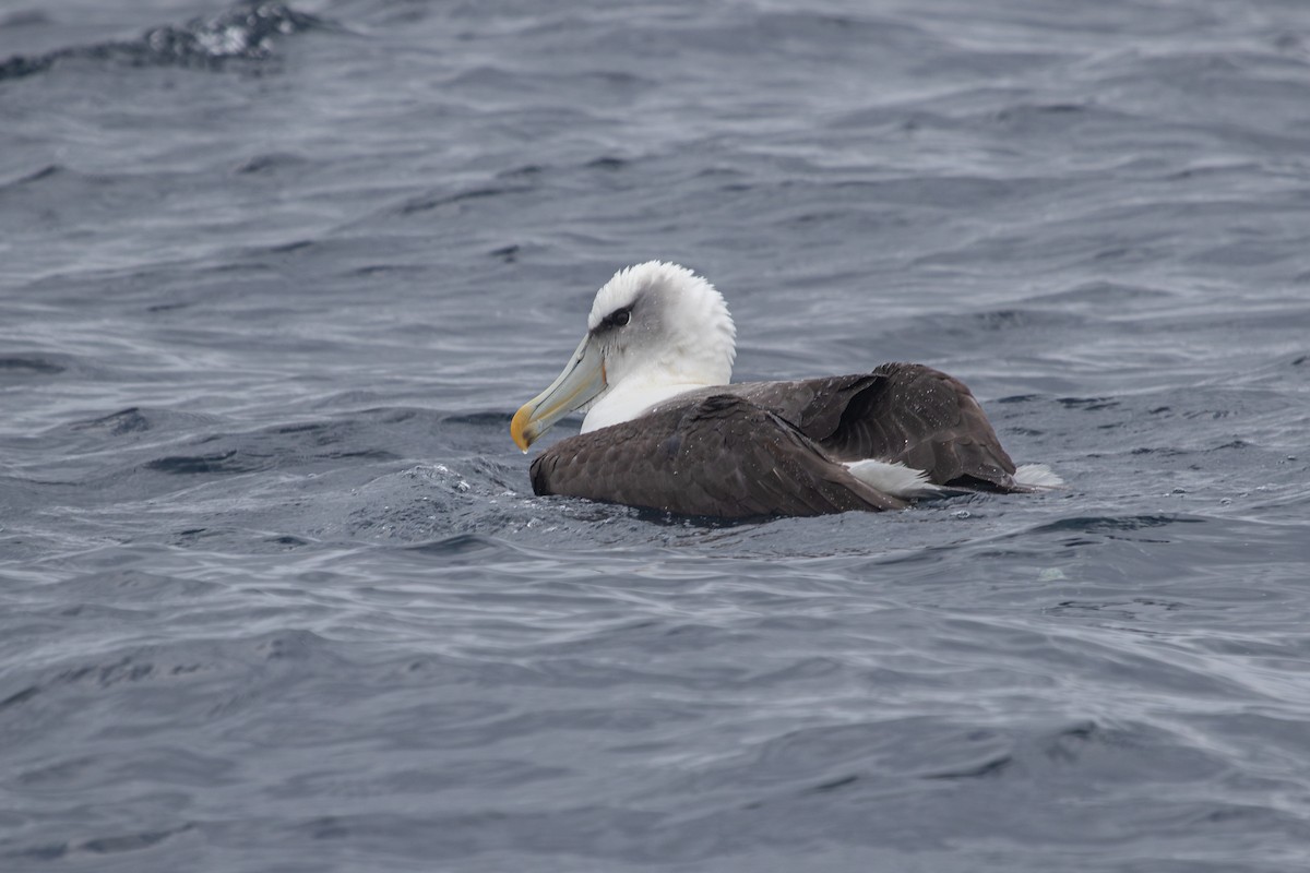 Albatros à cape blanche - ML616757446