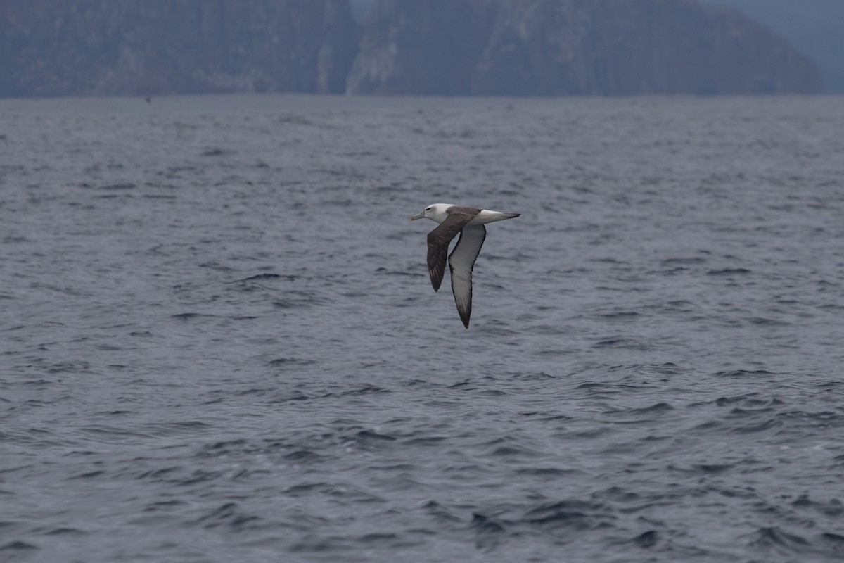 Albatros à cape blanche - ML616757447