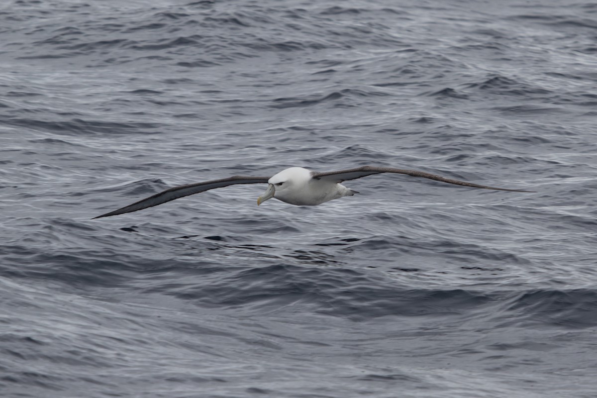 White-capped Albatross - Ramit Singal