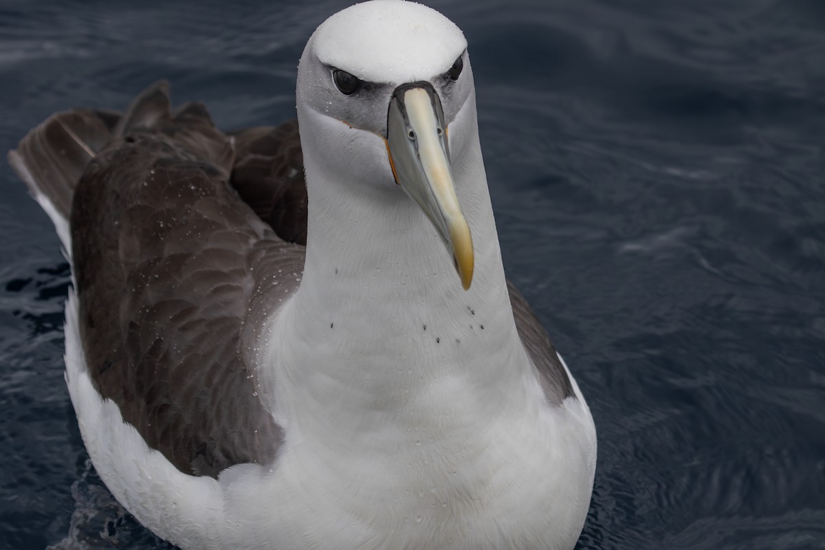 Albatros à cape blanche - ML616757449