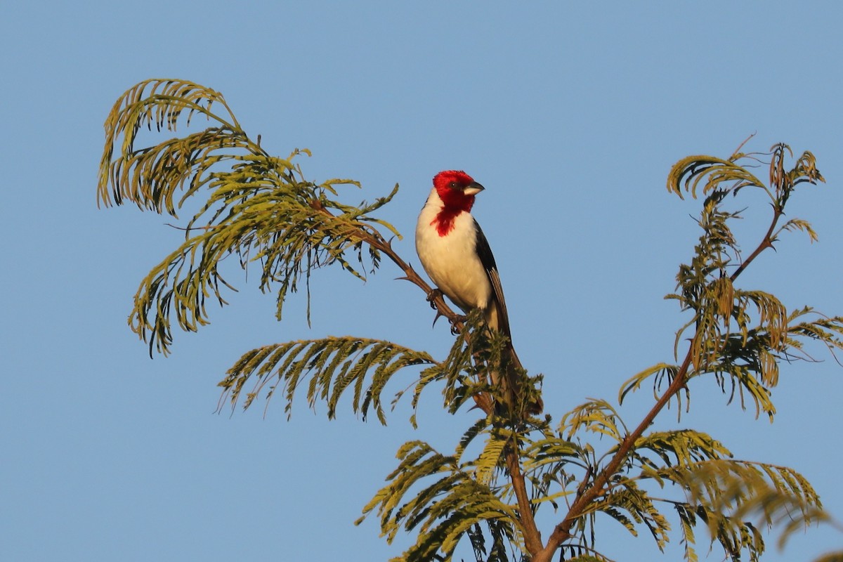 Red-cowled Cardinal - ML616757460