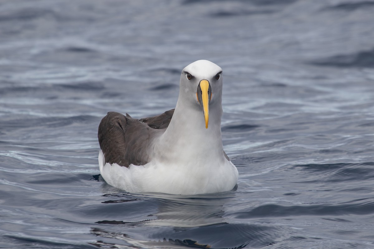 albatros Bullerův - ML616757469