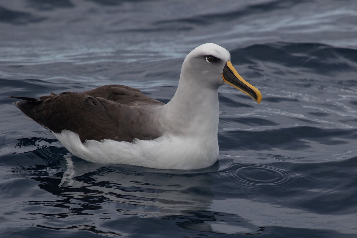 albatros Bullerův - ML616757470