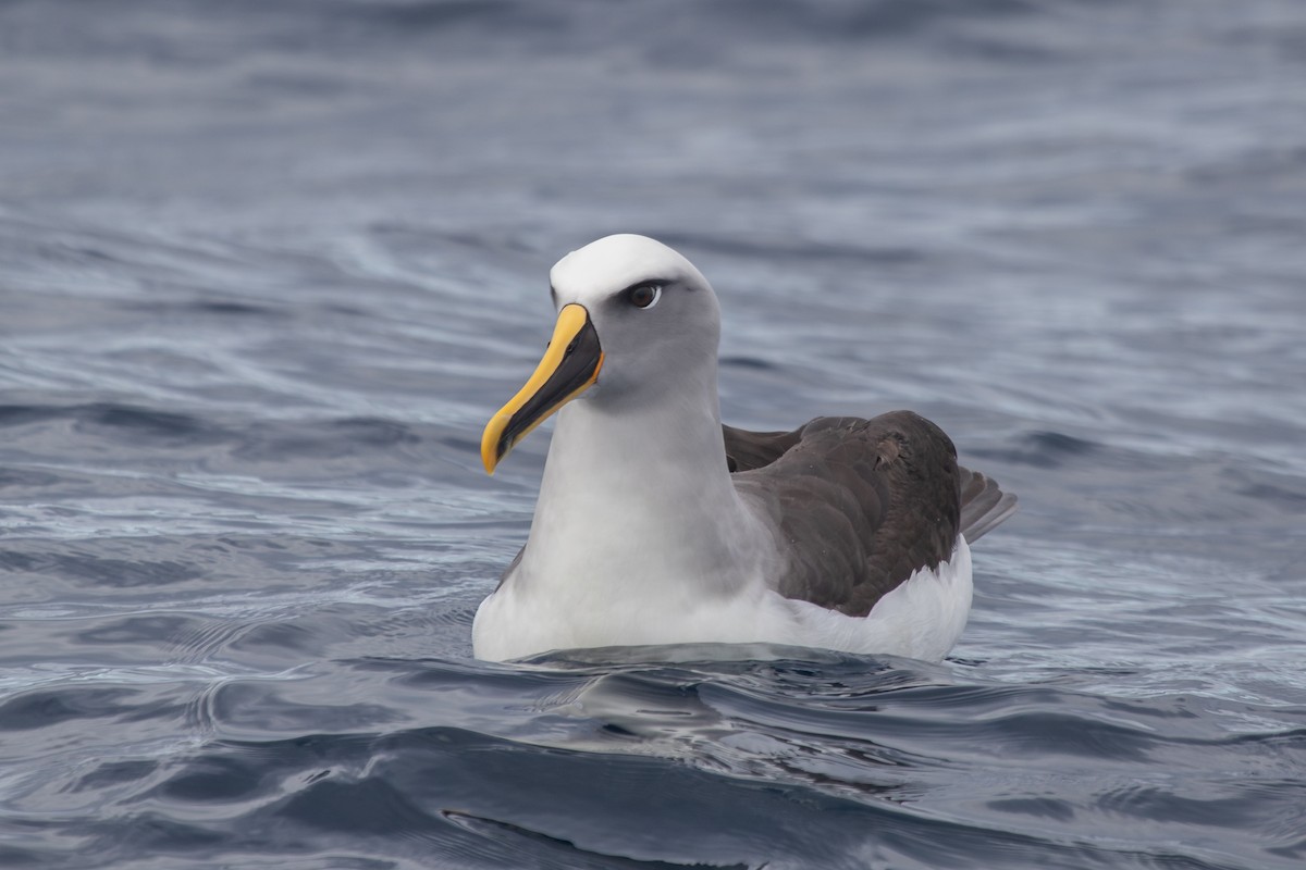 Buller's Albatross - Ramit Singal