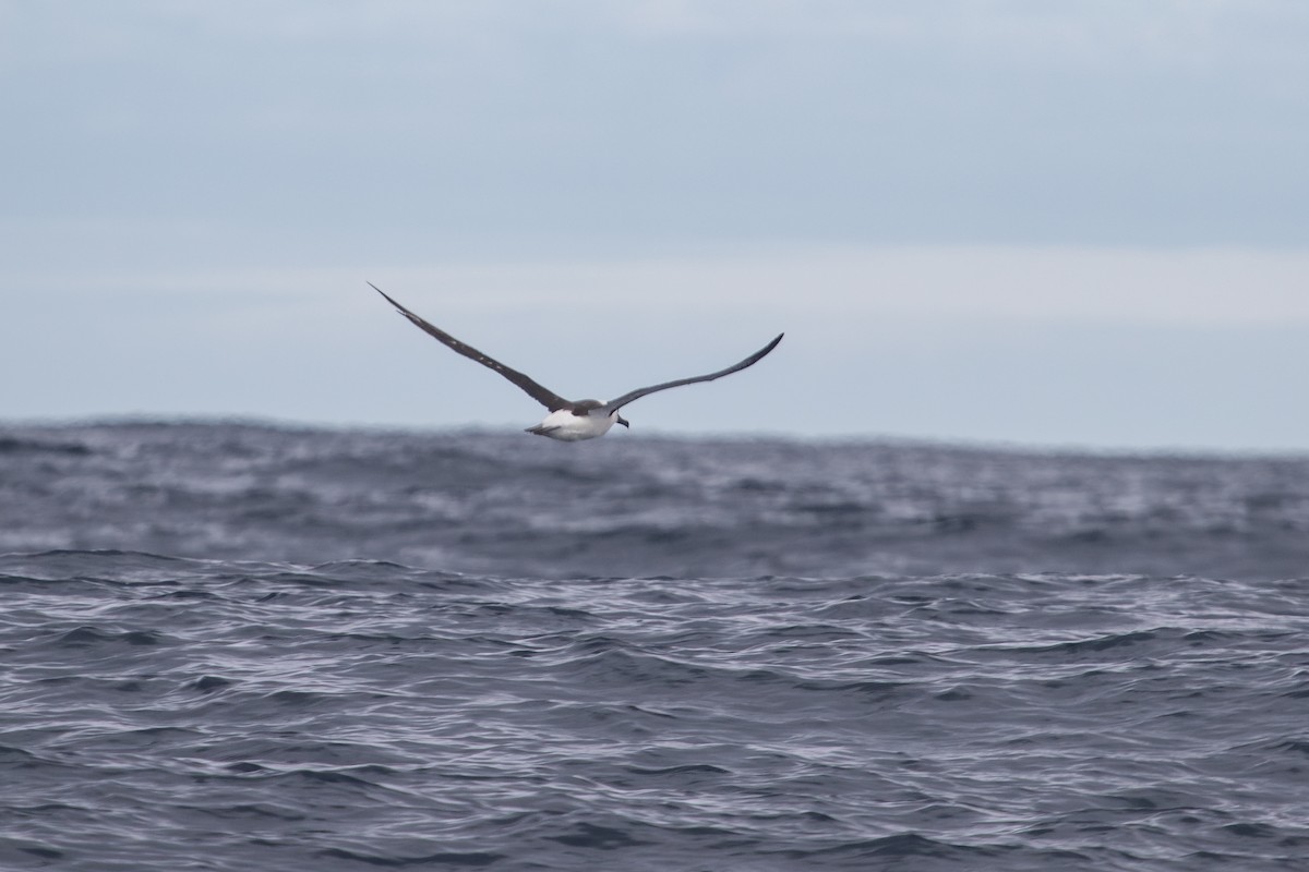 Indian Yellow-nosed Albatross - ML616757472
