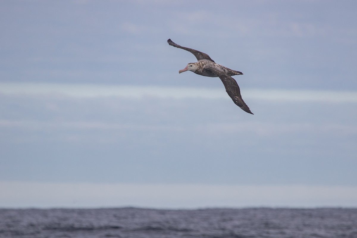 Antipodean Albatross (gibsoni) - ML616757480