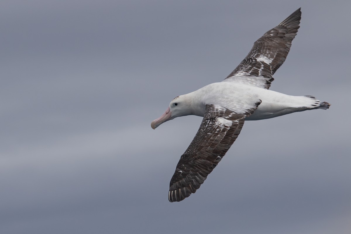 Antipodean Albatross (gibsoni) - ML616757481