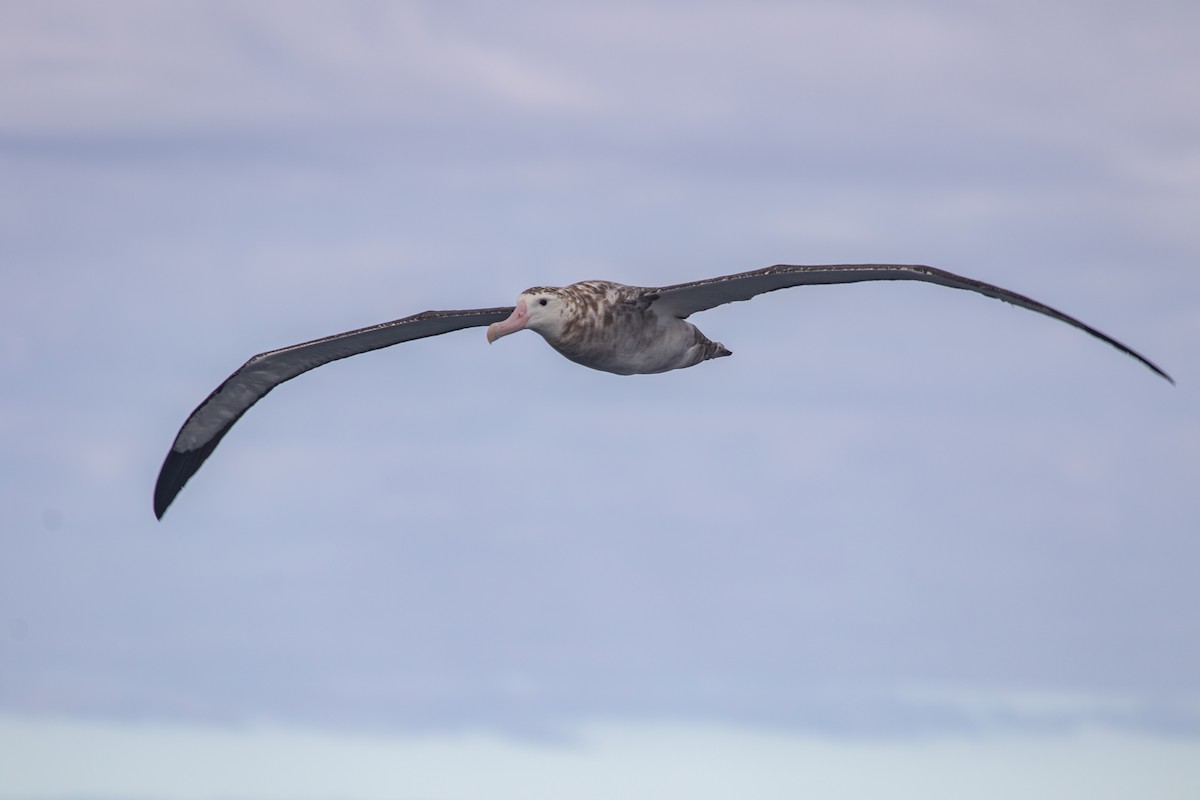 Antipodean Albatross (gibsoni) - ML616757482