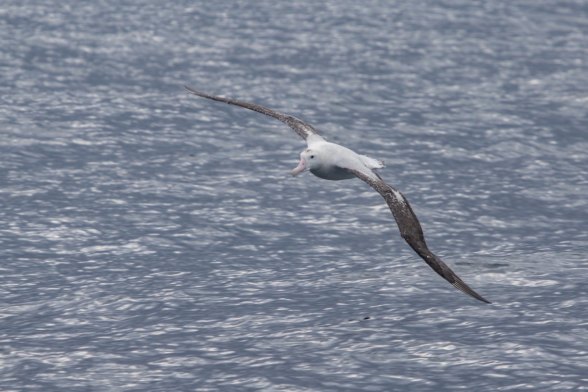 Antipodean Albatross (gibsoni) - ML616757483