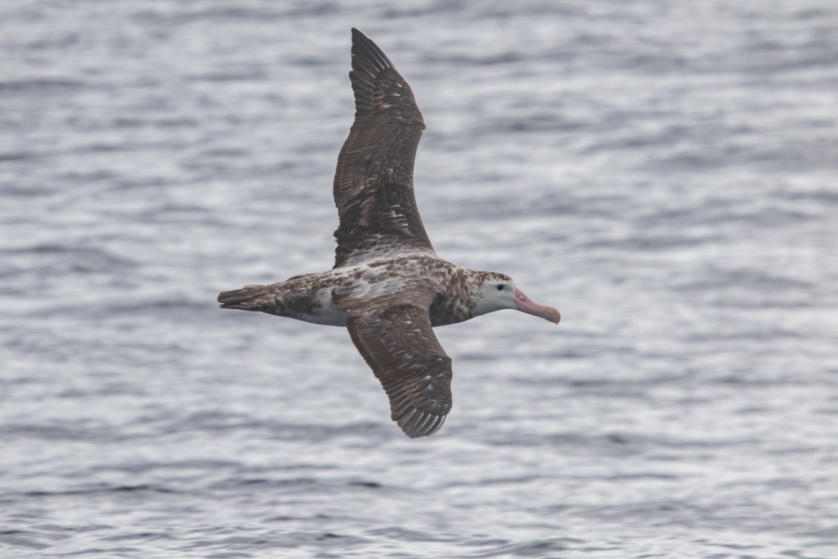 Antipodean Albatross (gibsoni) - ML616757484