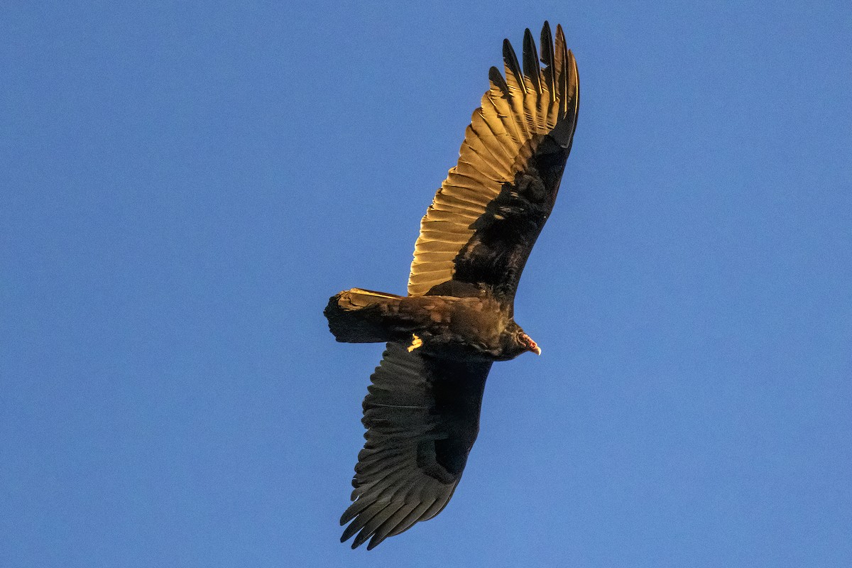 Turkey Vulture - Bob Church