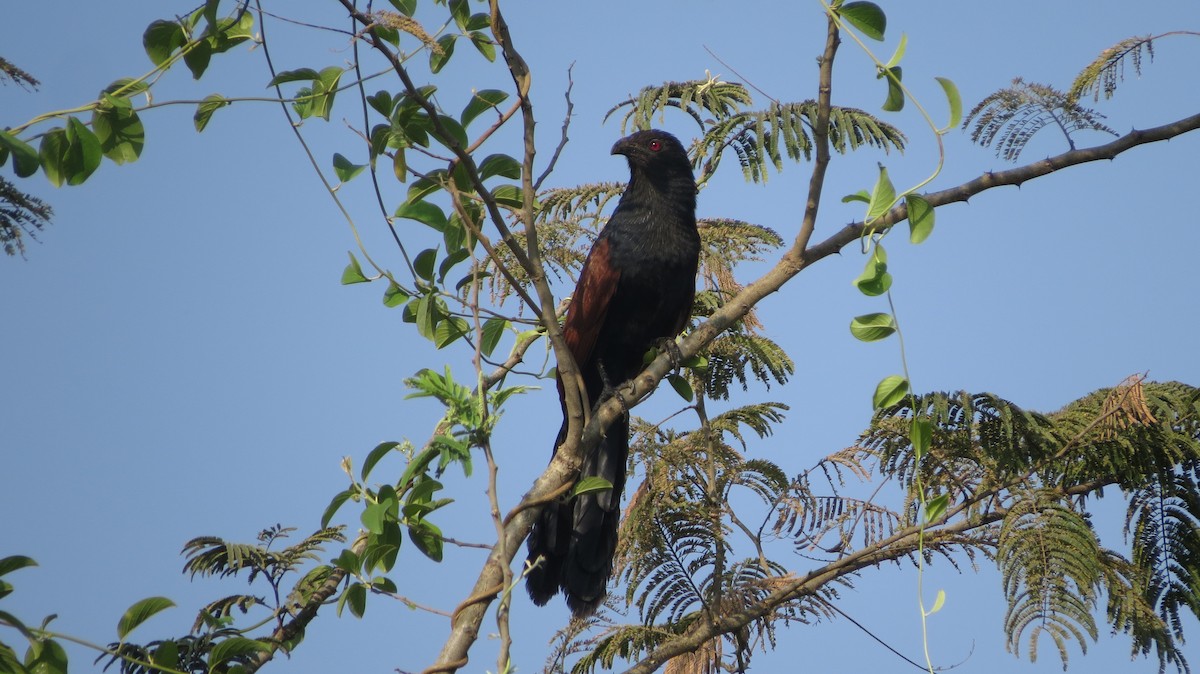 Greater Coucal (Southern) - ML616757512