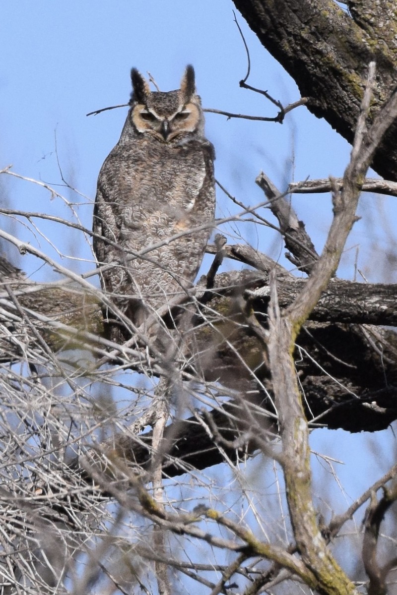 Great Horned Owl - ML616757518