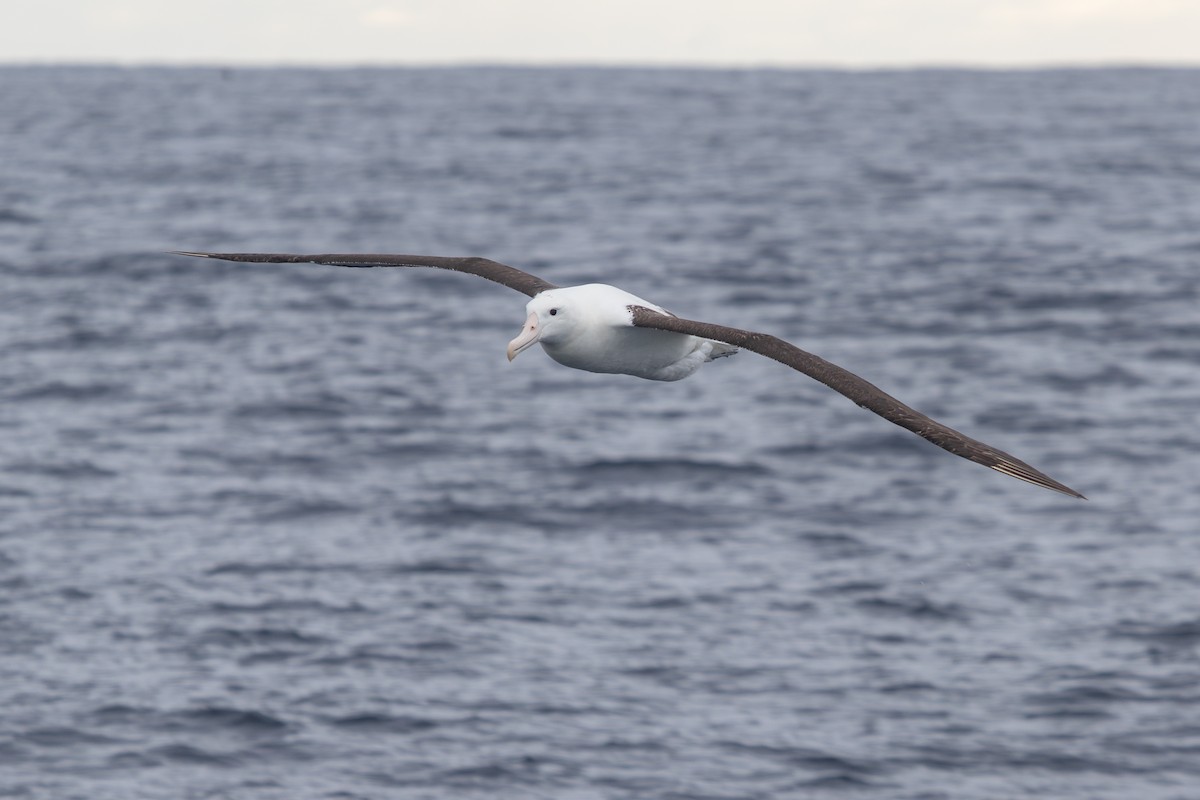 Albatros Real del Norte - ML616757519