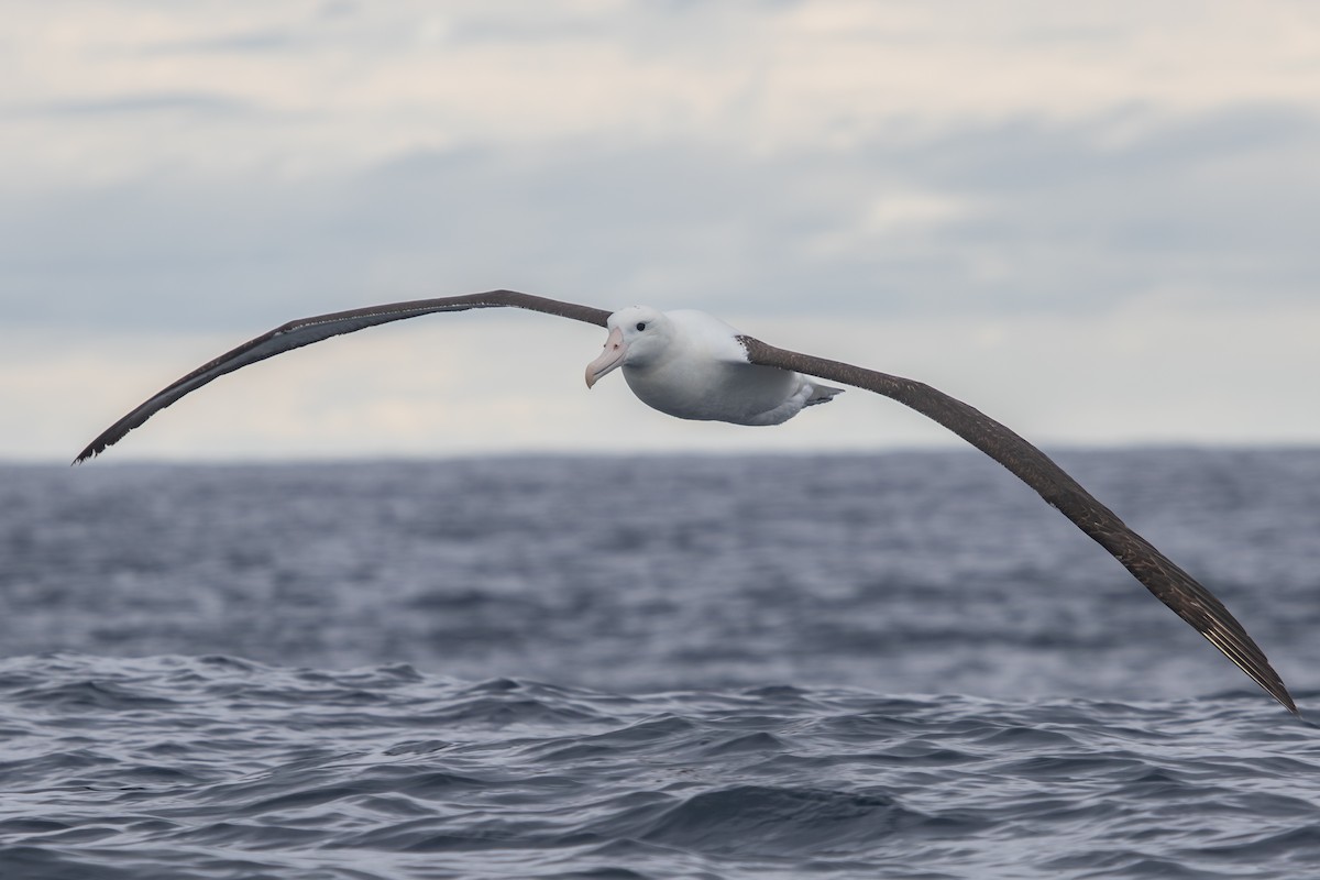 Albatros Real del Norte - ML616757520