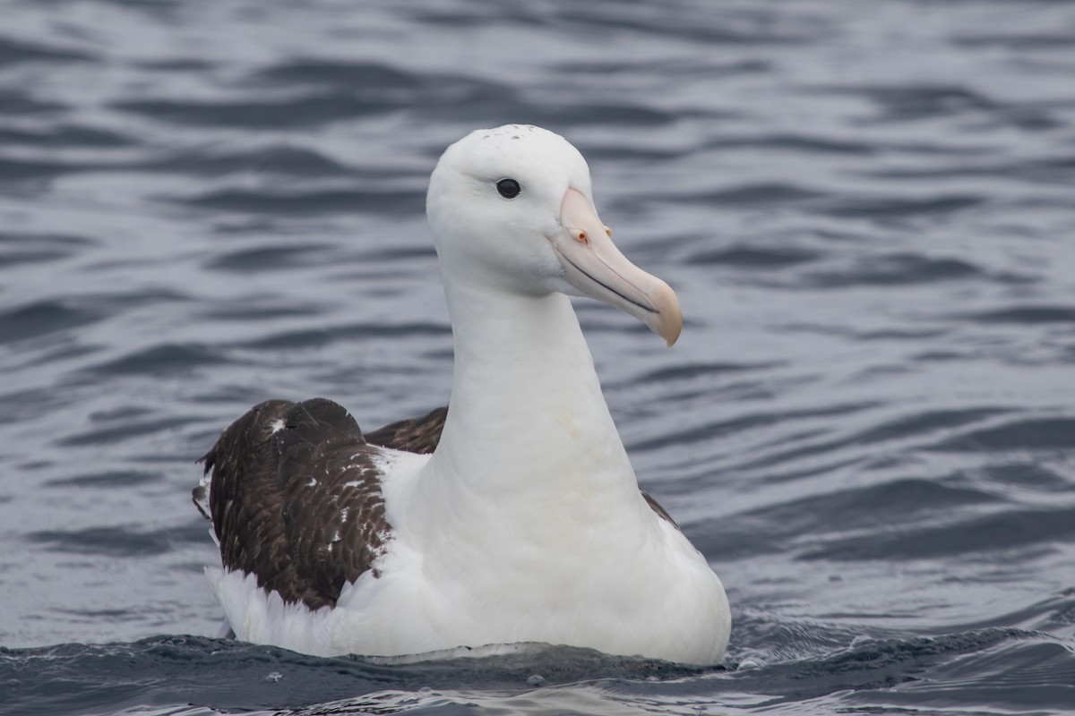 Northern Royal Albatross - Ramit Singal