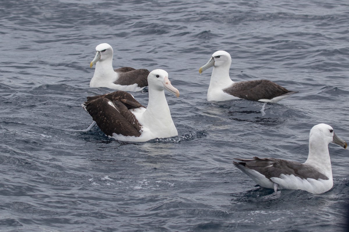 Northern Royal Albatross - Ramit Singal