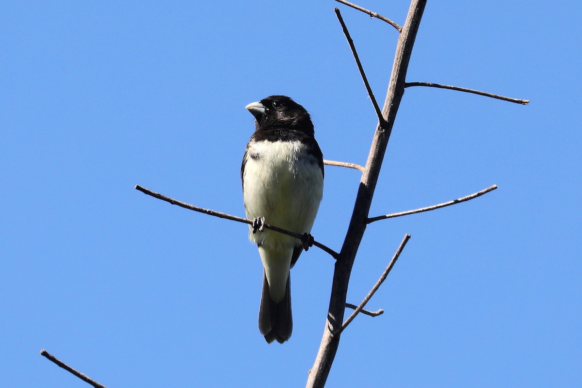 Yellow-bellied Seedeater - Stephen Gast