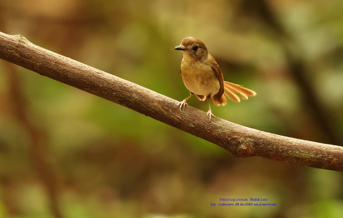Fulvous-chested Jungle Flycatcher - ML616757714