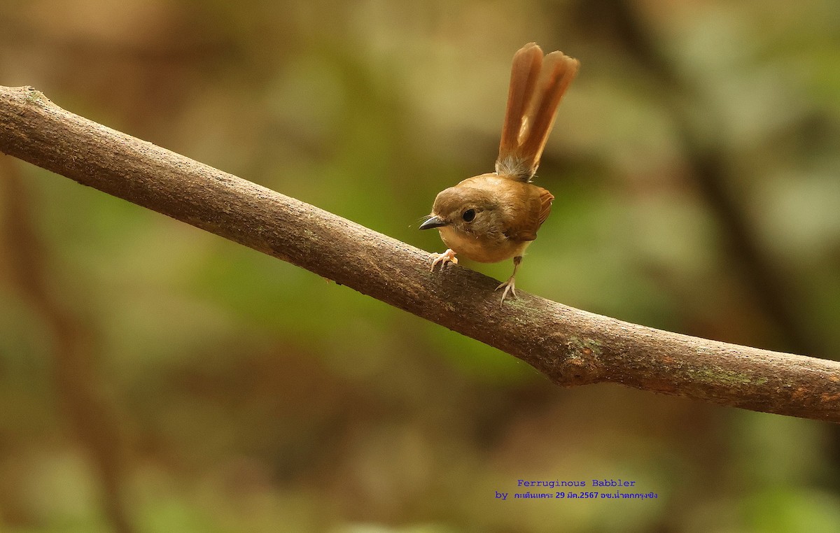 Fulvous-chested Jungle Flycatcher - Argrit Boonsanguan