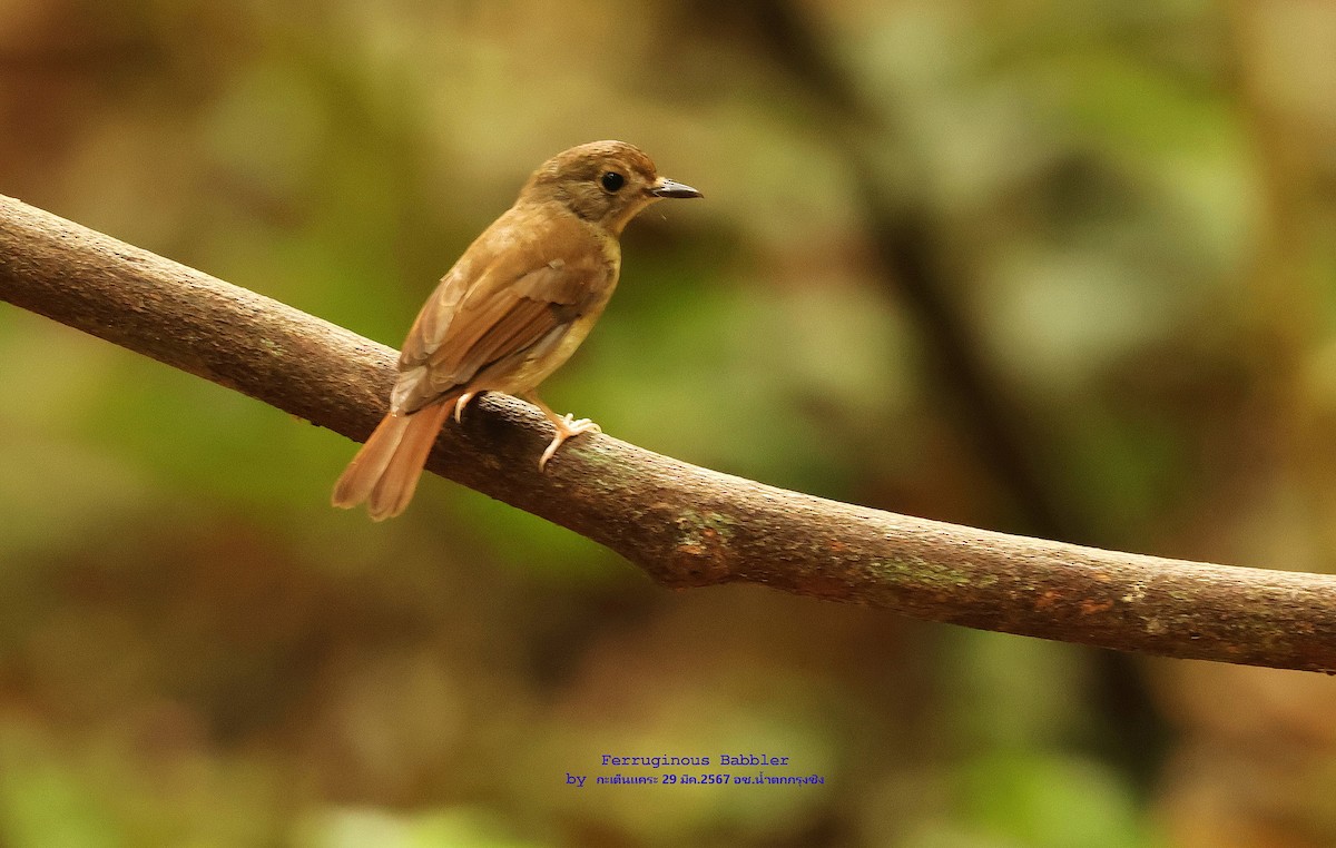 Fulvous-chested Jungle Flycatcher - Argrit Boonsanguan