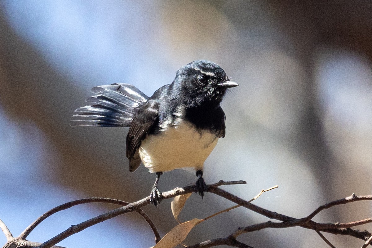 Willie-wagtail - ML616757743