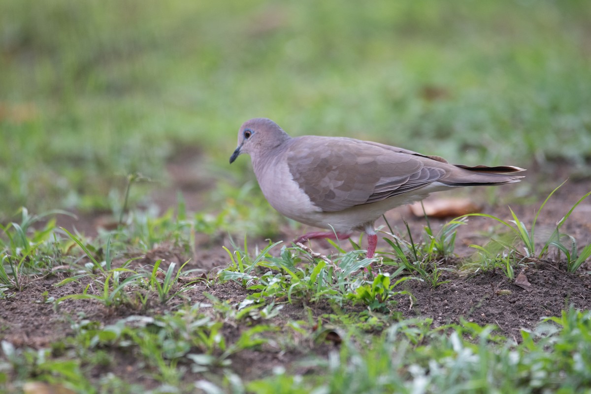 White-tipped Dove - Philippe Hénault