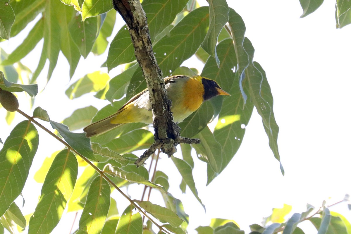 Guira Tanager - Stephen Gast