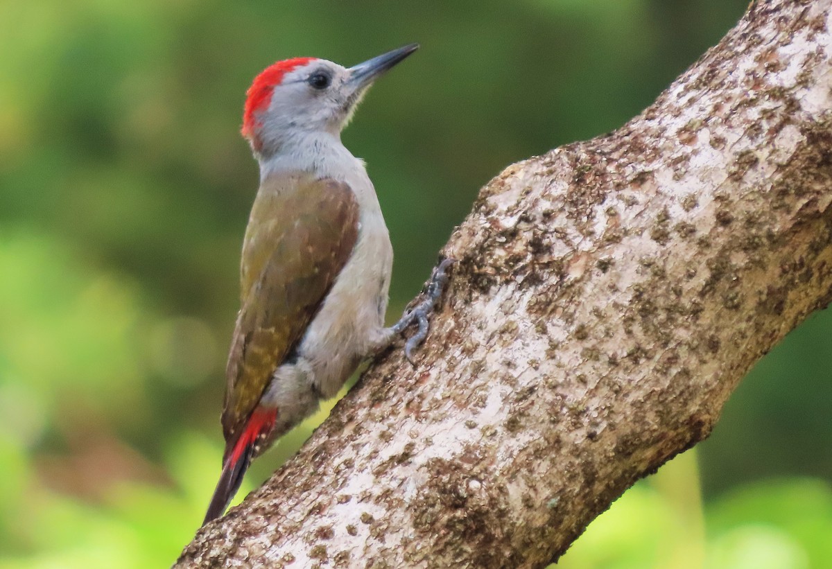 African Gray Woodpecker - ML616757817