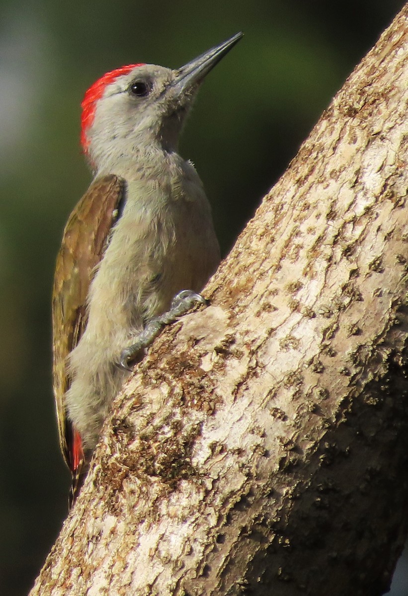 African Gray Woodpecker - ML616757819