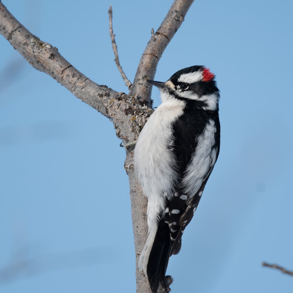 Downy Woodpecker - ML616757821