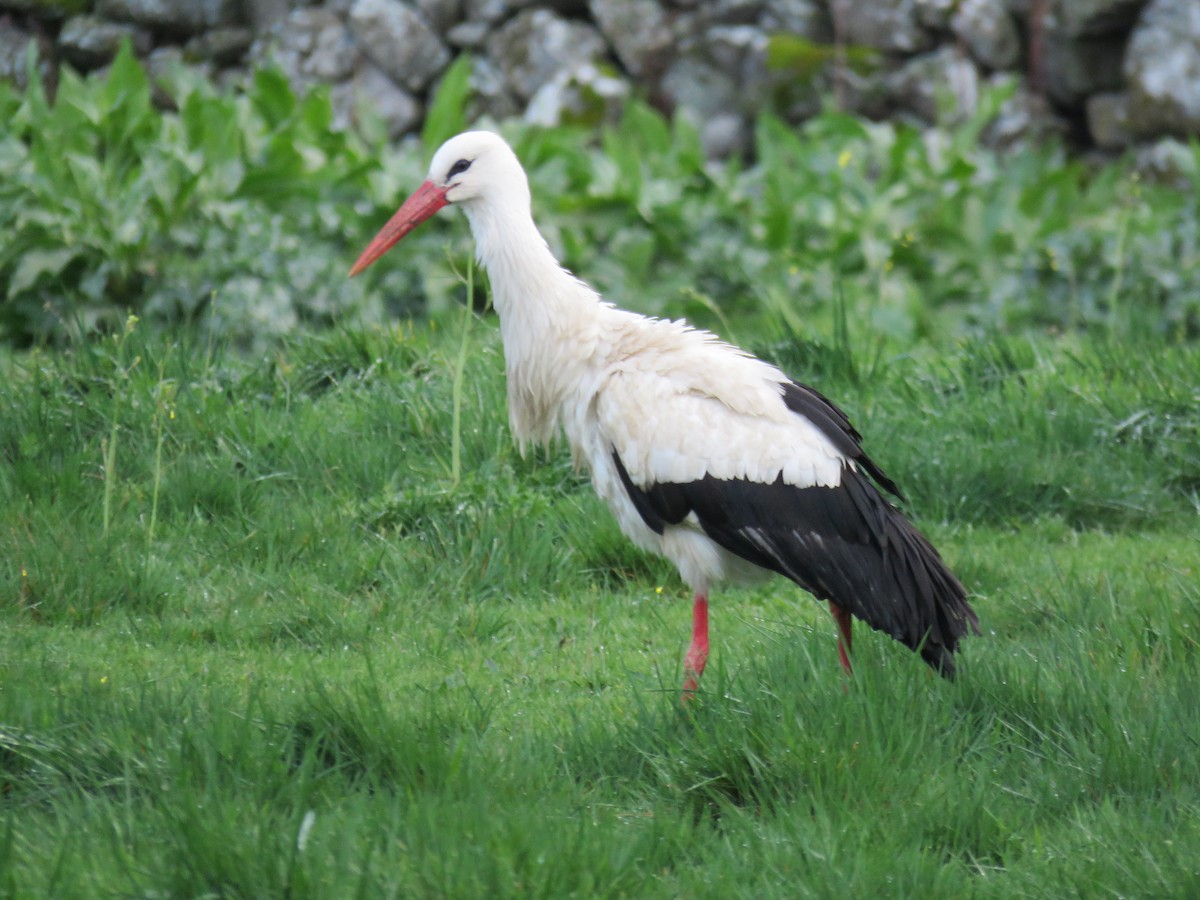 White Stork - ML616757946