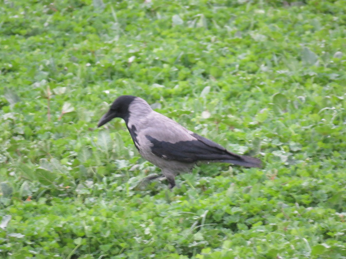 Hooded Crow - ML616757953