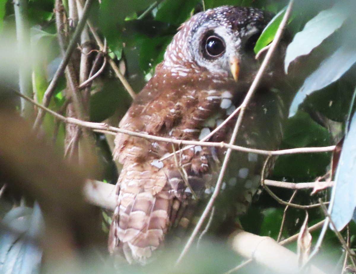 African Wood-Owl - ML616757977