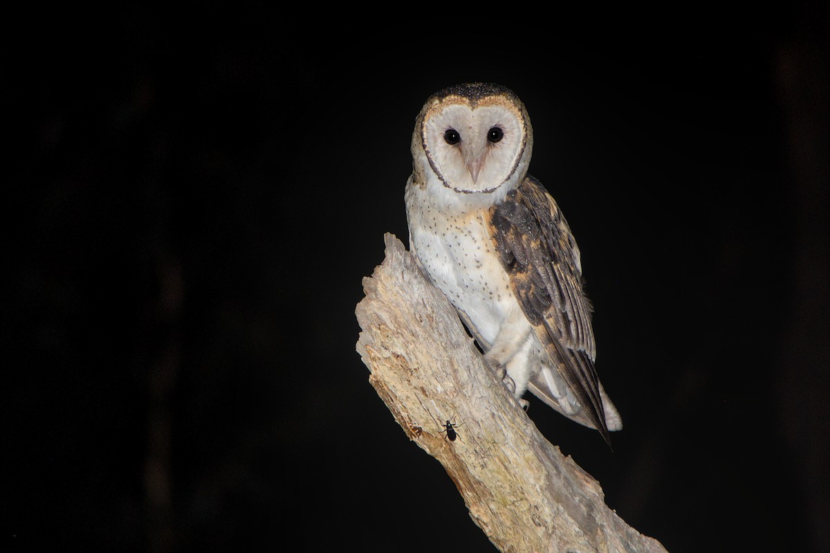 Australian Masked-Owl - ML616758074