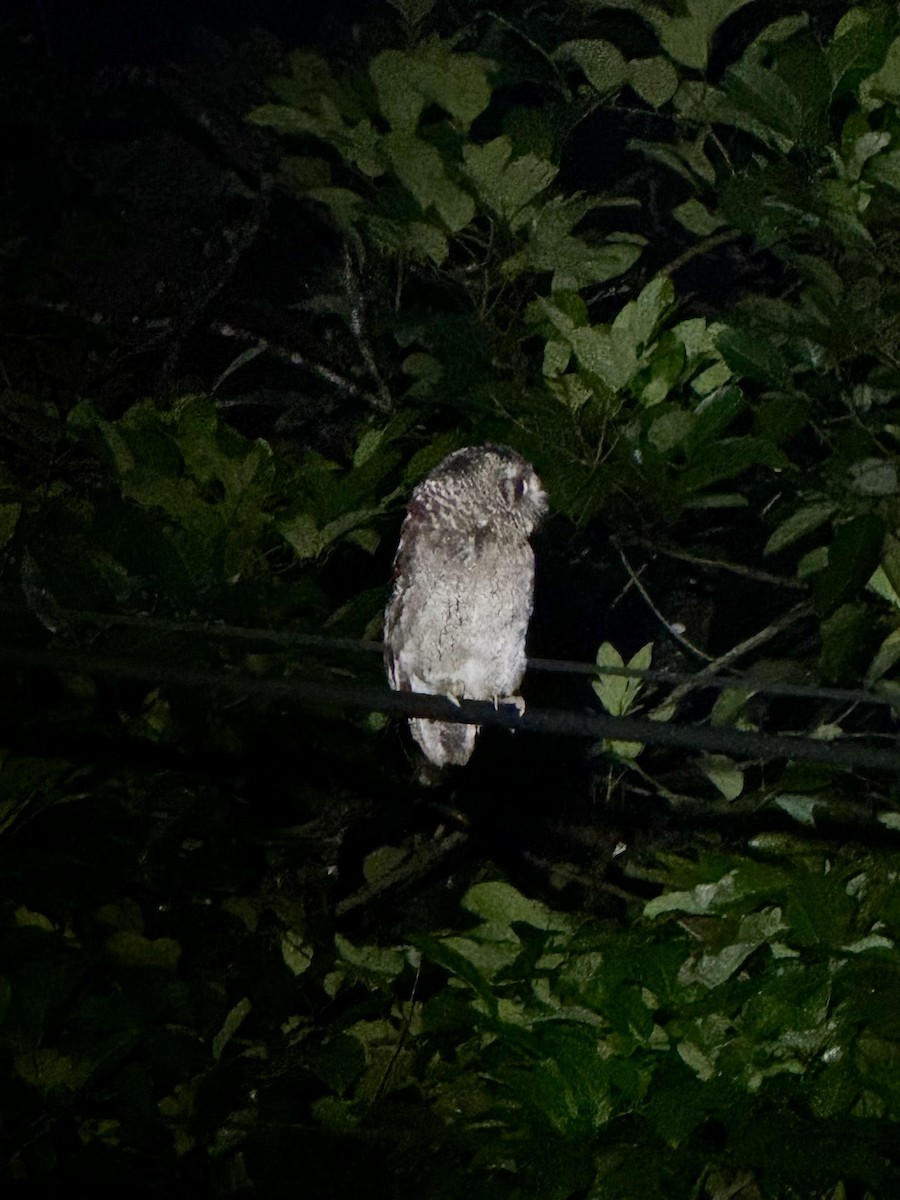 Sunda Scops-Owl - Arel Triyono