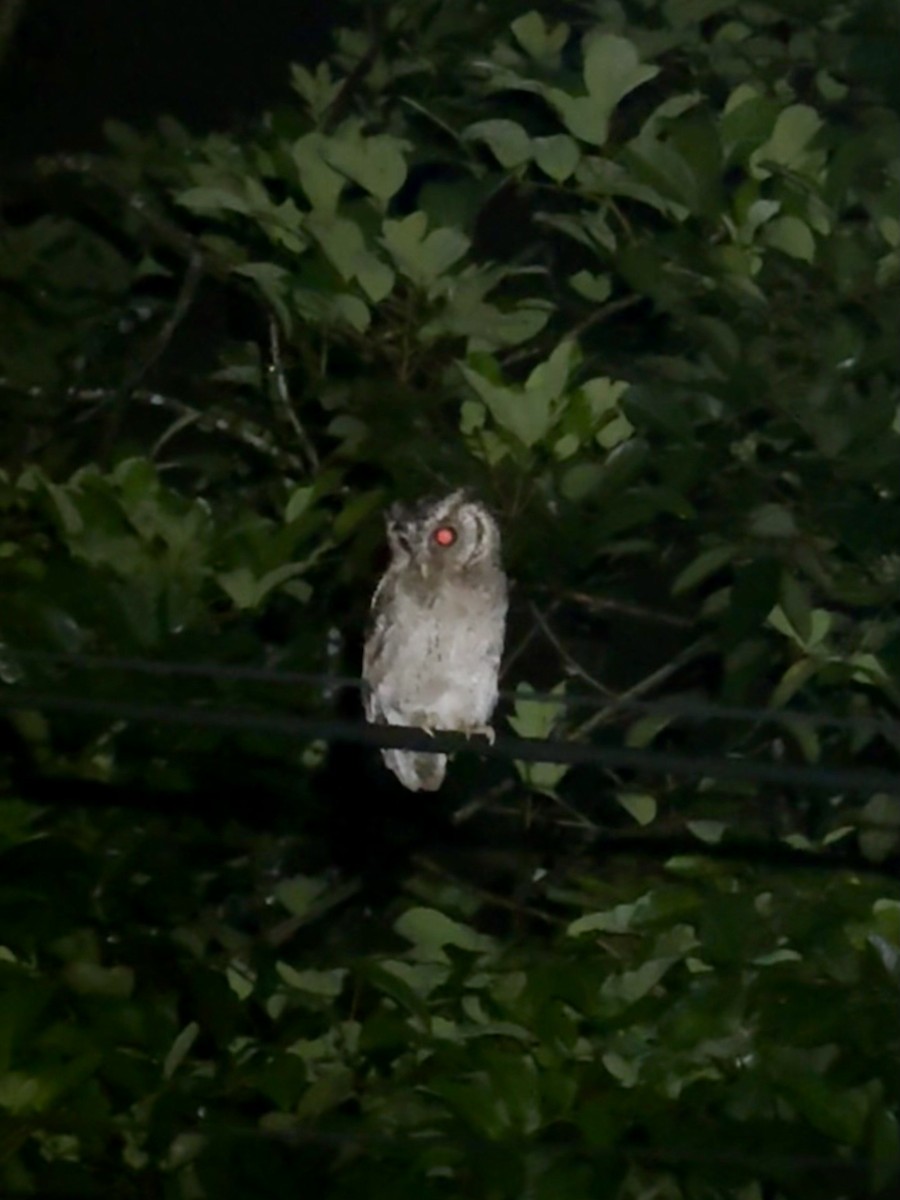 Sunda Scops-Owl - ML616758091