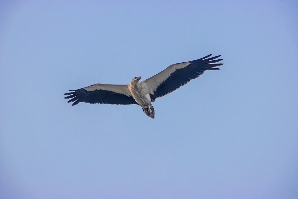 White-bellied Sea-Eagle - SANTANAB MAJUMDER