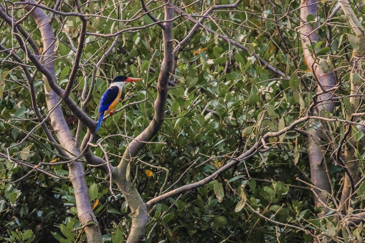 Black-capped Kingfisher - SANTANAB MAJUMDER