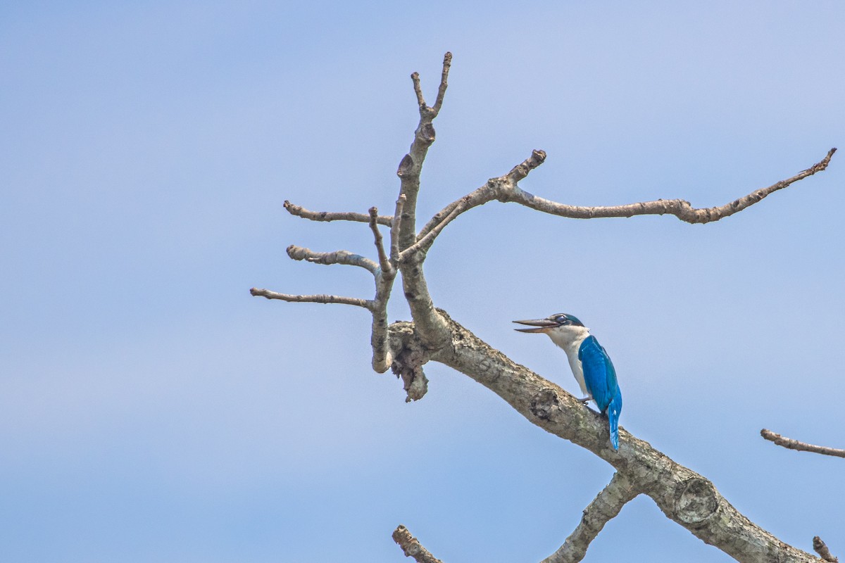 Collared Kingfisher - SANTANAB MAJUMDER
