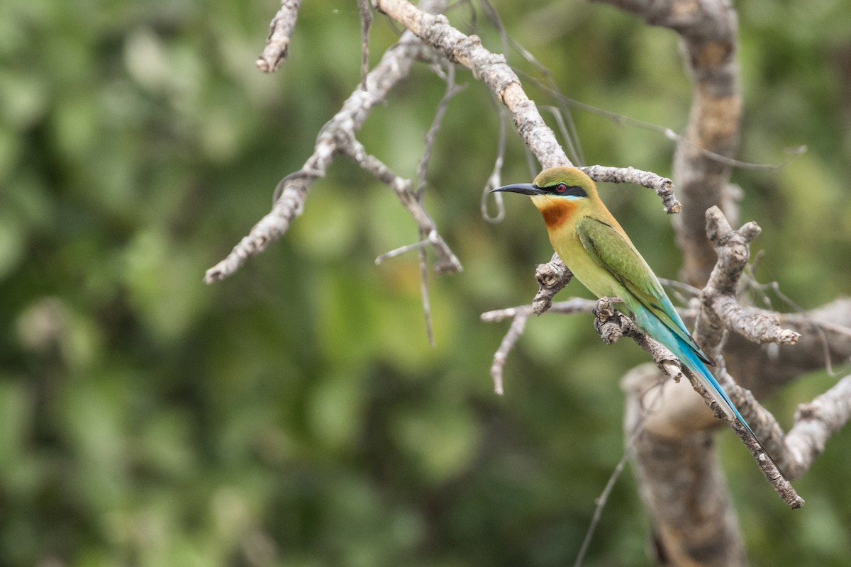 Blue-tailed Bee-eater - SANTANAB MAJUMDER
