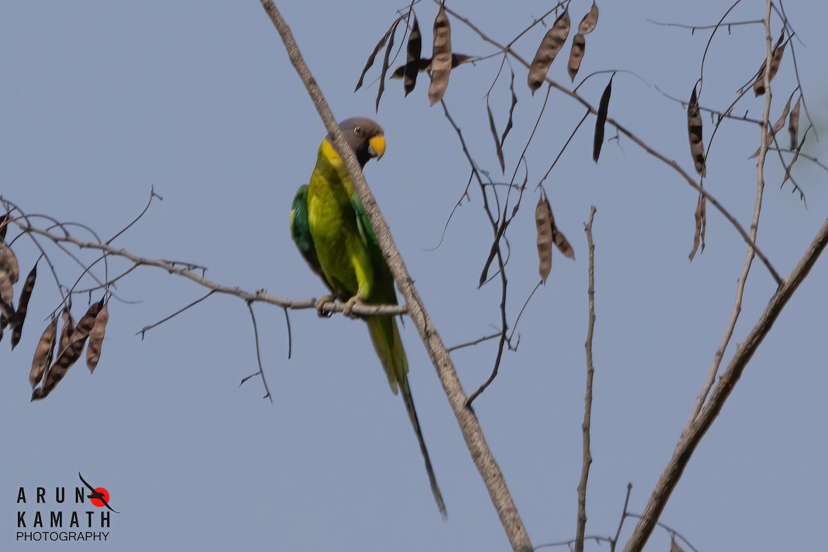 Slaty-headed Parakeet - Arun Kamath