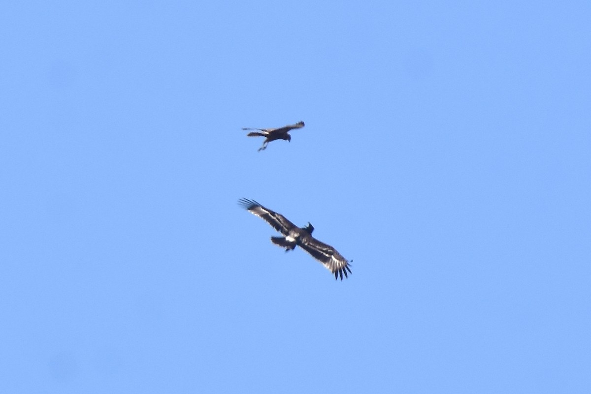 Greater Spotted Eagle - ML616758621