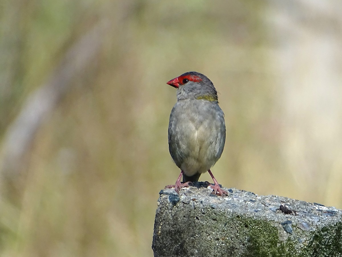 Red-browed Firetail - ML616758684