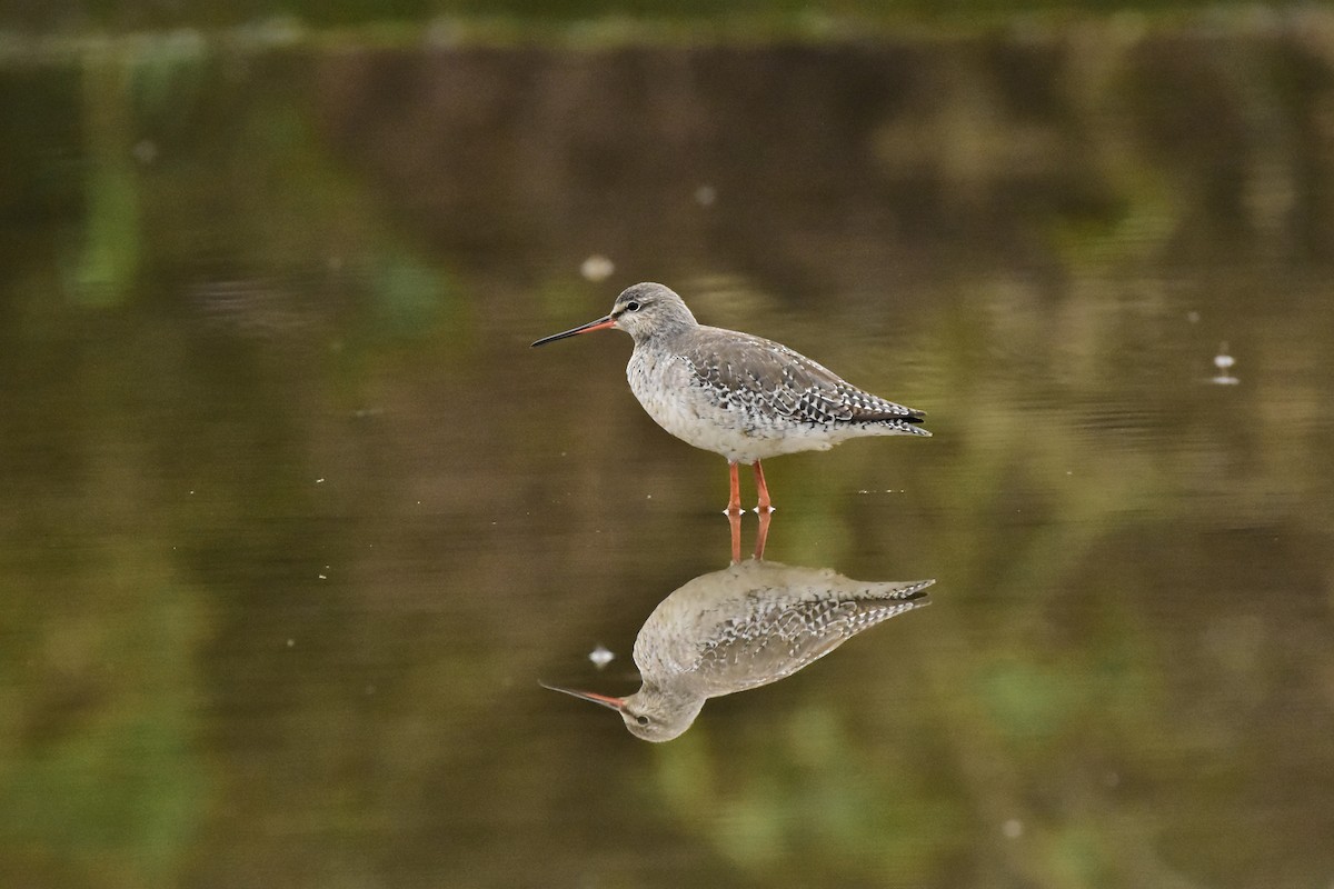Spotted Redshank - ML616758701