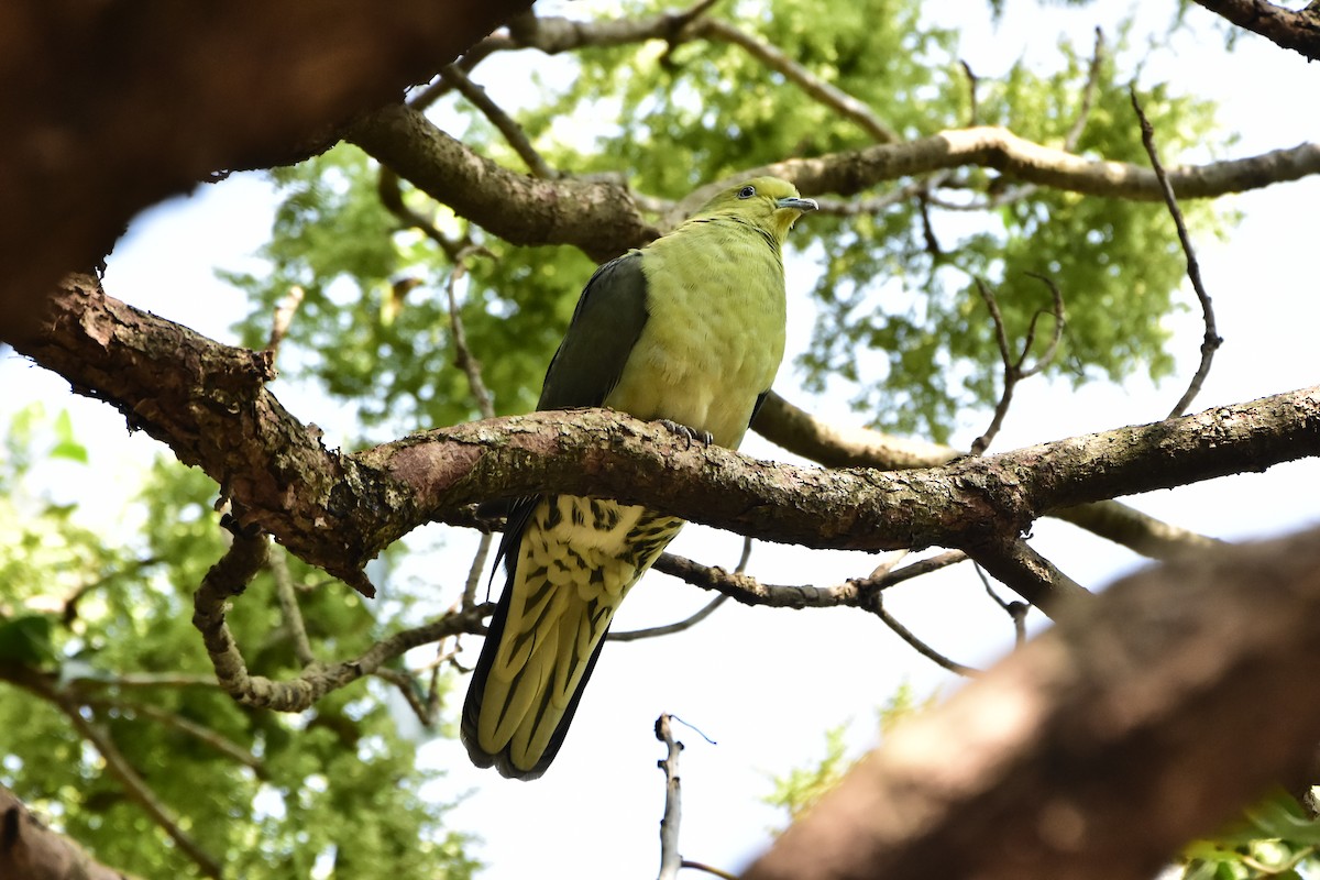 White-bellied Green-Pigeon - ML616758723