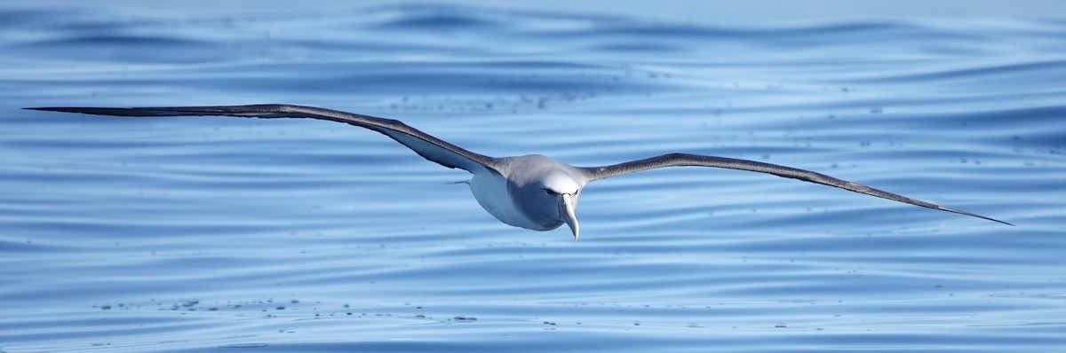 Salvin's Albatross - ML616758807