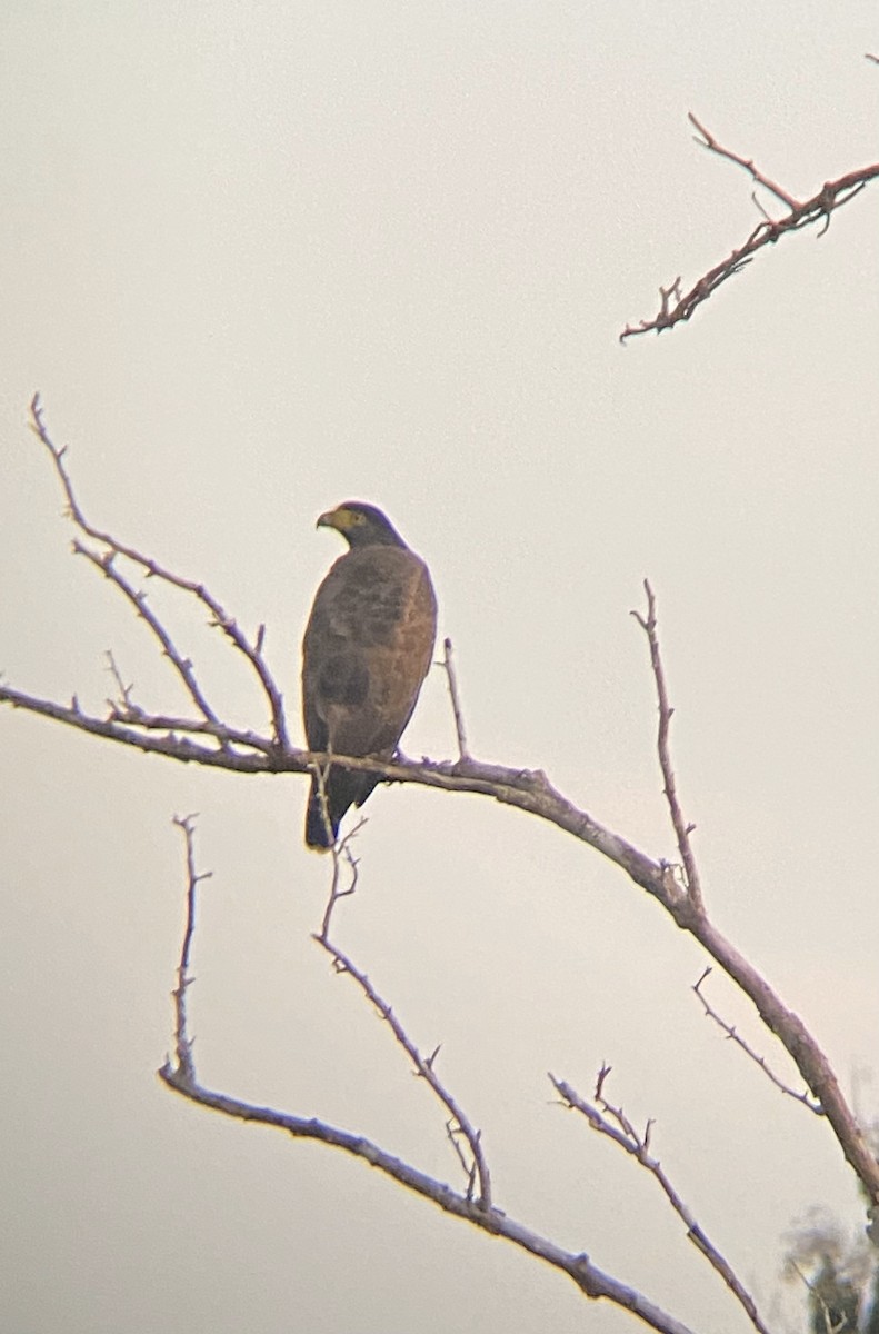 Crested Serpent-Eagle - ML616758861